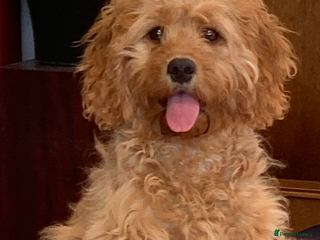 Cavapoo dogs in Rhyl - Advert 5