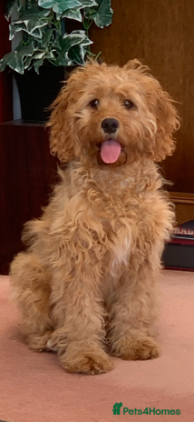 Cavapoo dogs in Rhyl - Advert 4