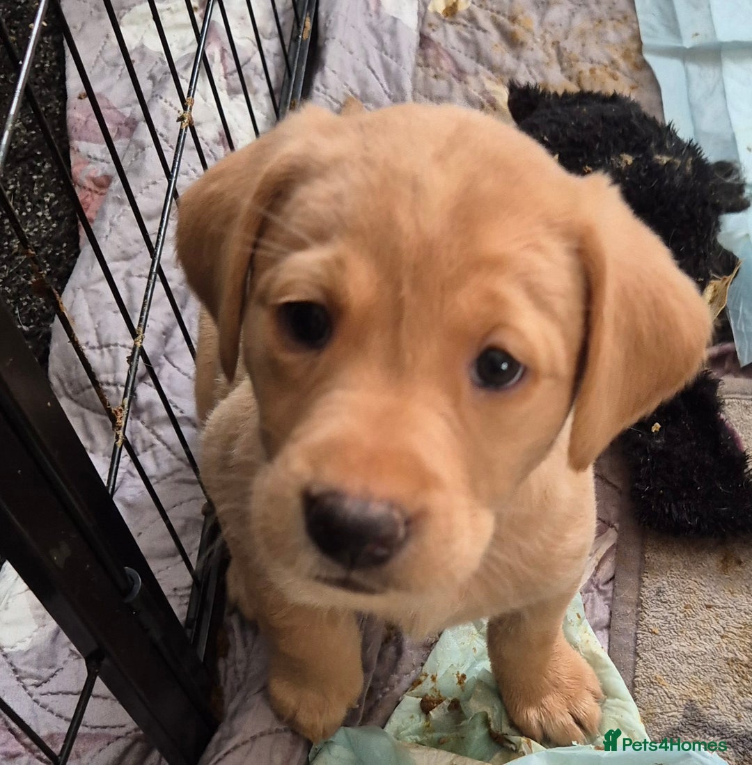Labrador Retriever dogs for sale: Kc registered fox red puppies champion bloodlines  - Advert 10
