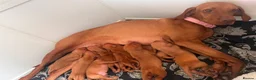 Hungarian Vizsla dogs for sale: Stunning Hungarian vizsla puppies x9 - Advert 21