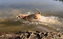 Mixed Breed dogs for adoption: Coco – 5 years old, Female, Possibly Lab Mix  - Image 13