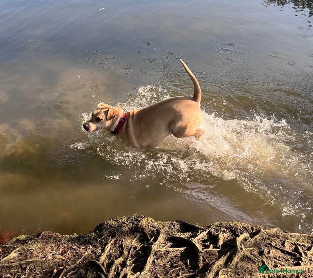 Mixed Breed dogs for adoption: Coco – 5 years old, Female, Possibly Lab Mix  - Image 13