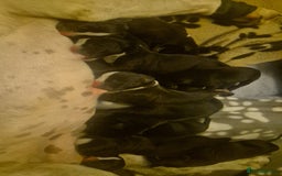 Mixed Breed dogs for sale: American bull staffy cross cane corso - Image 2