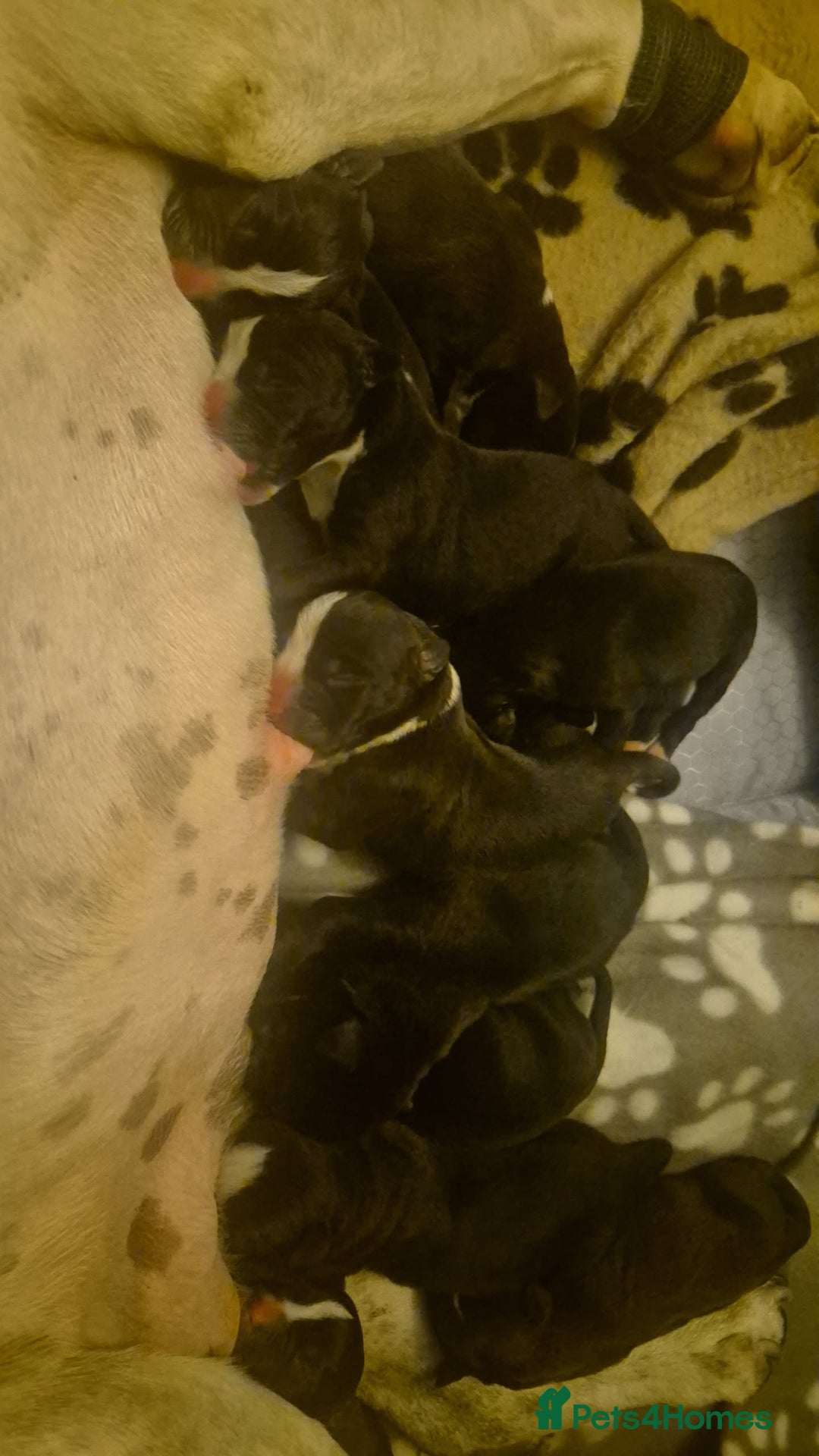 Mixed Breed dogs for sale: American bull staffy cross cane corso - Image 2
