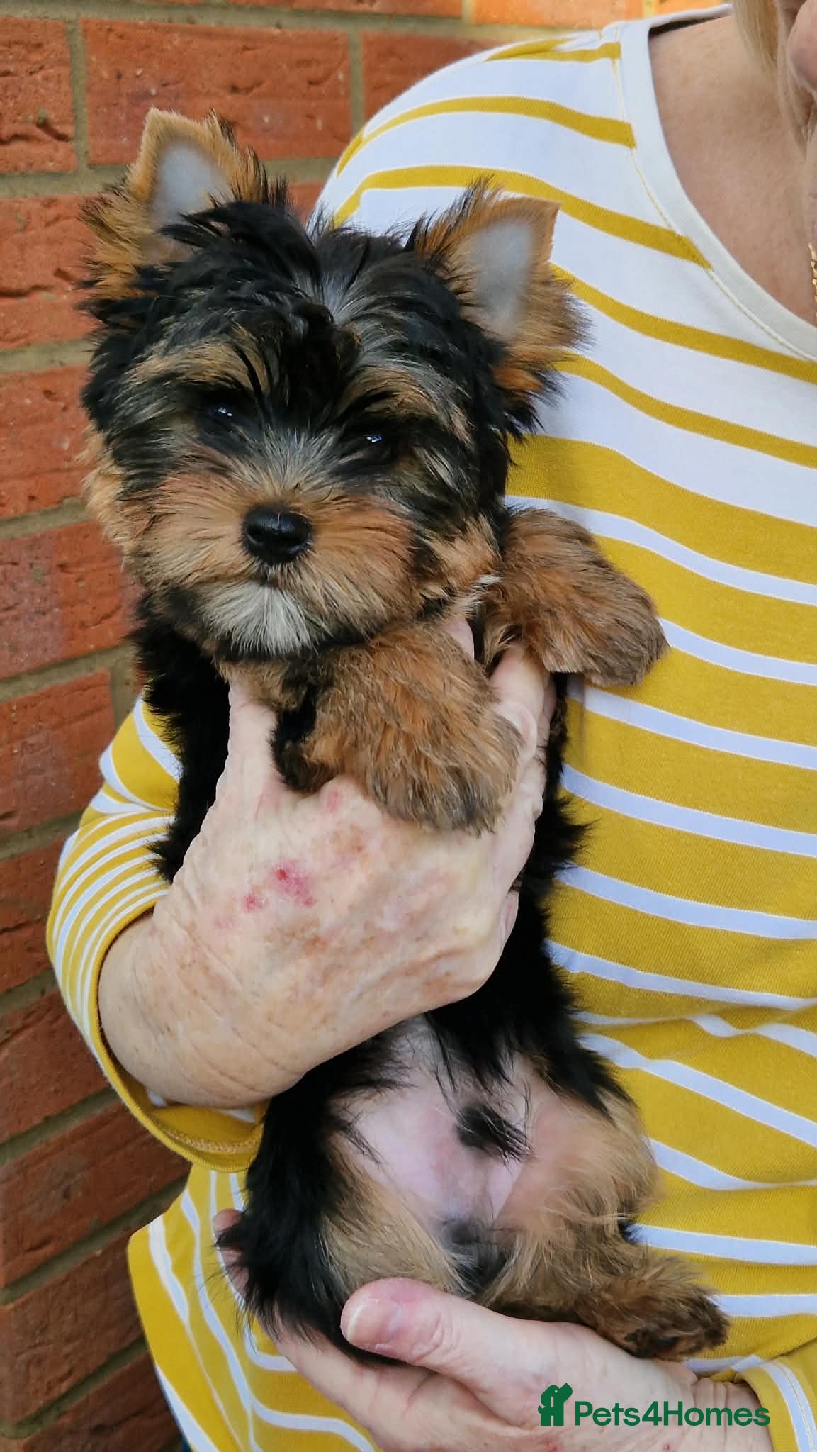 Yorkshire Terrier dogs Beautiful Quality Yorkshire Terrier Litter  - Advert 5