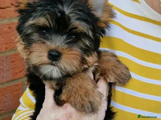 Yorkshire Terrier dogs Beautiful Quality Yorkshire Terrier Litter - Advert 5