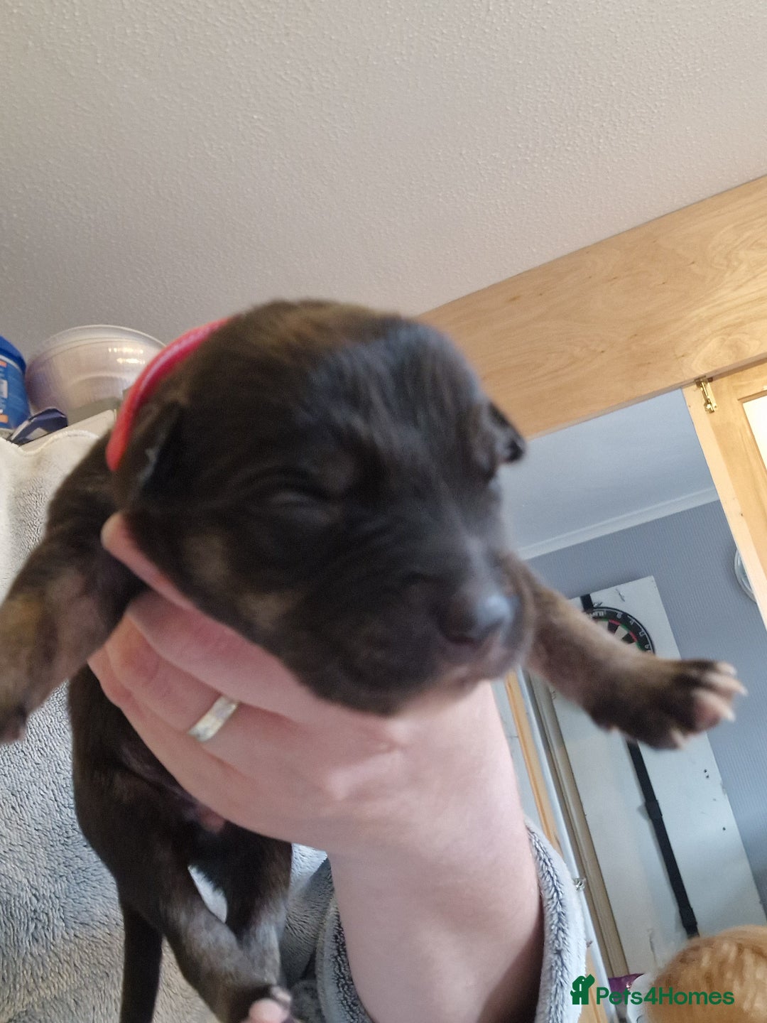 Mixed Breed dogs for sale: Kelpie x Collie Puppies  - Image 13