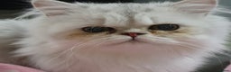 Persian cats for stud: Chinchilla Persian  - Advert 1