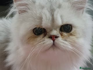 Persian cats Chinchilla Persian - Advert 4