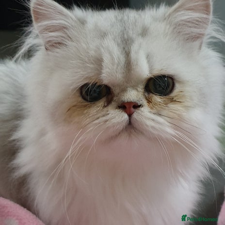 Persian cats Chinchilla Persian - Advert 1