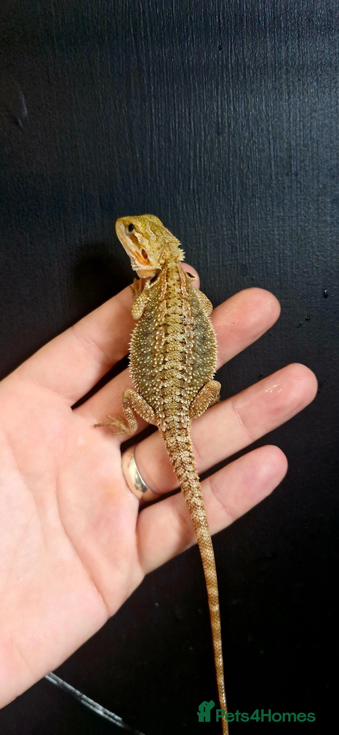Bearded Dragon reptiles for sale: Pogona vitticeps + vitticeps/Barbata hybrids - Image 28