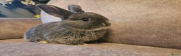 Mixed Breed rabbits for sale: 8 week old grey blue otter netherland dwarf x - Advert 19