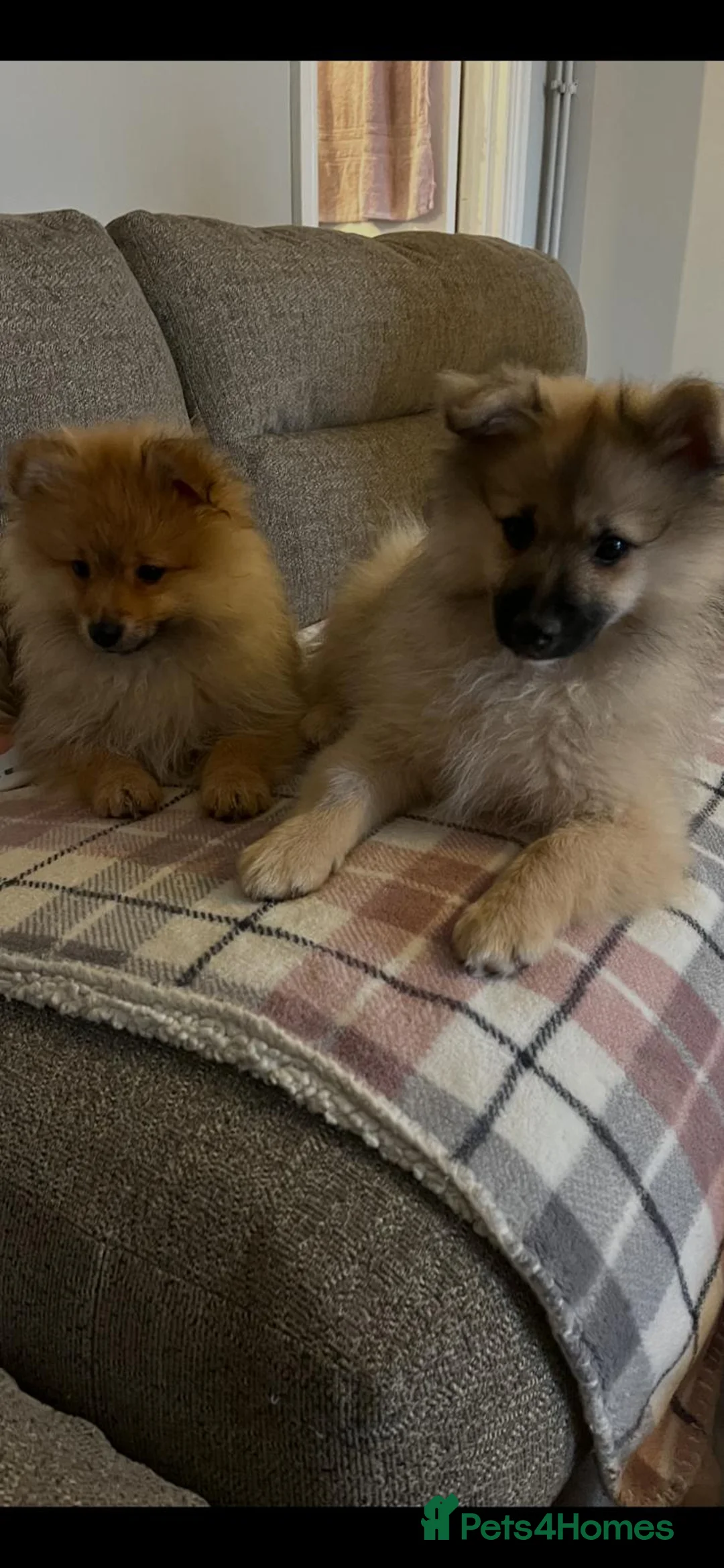 Pomeranian dogs for sale: Two male Pomeranian puppies for sale - Advert 5