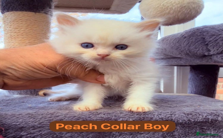 Ragdoll cats - Advert 14