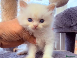 Ragdoll cats - Advert 30