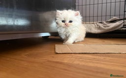 Persian cats for sale: Persians kittens  - Image 4
