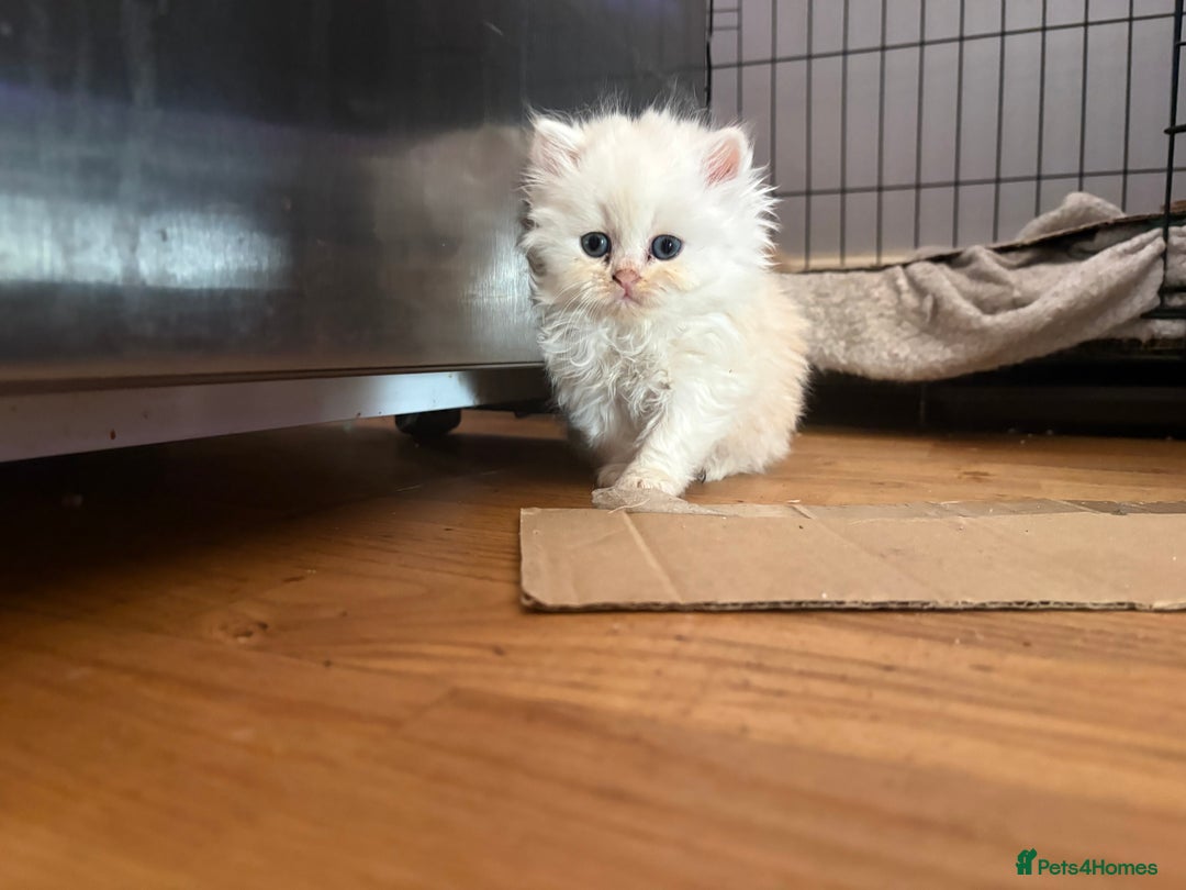 Persian cats for sale: Persians kittens  - Image 4