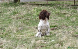 English Springer Spaniel dogs for sale: Health Tested Well Bred Pups - Image 6