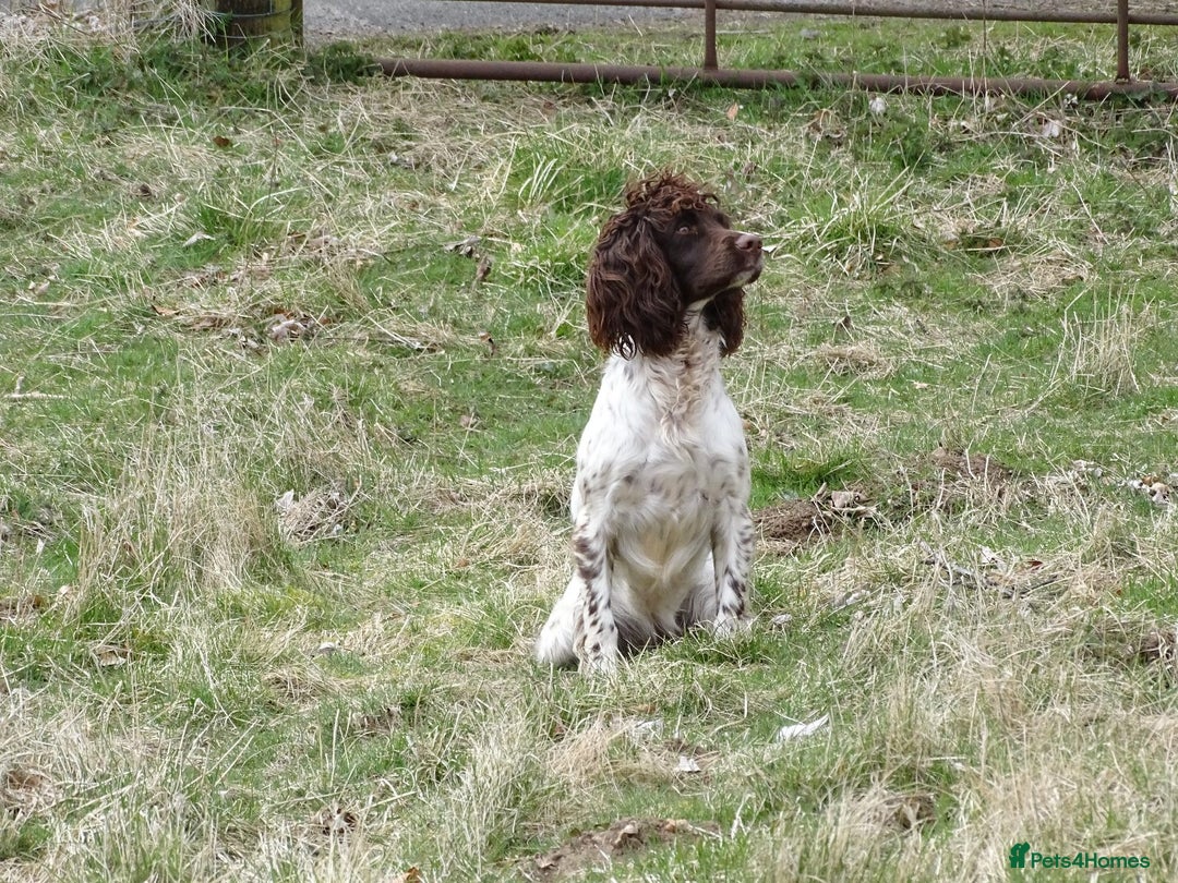 English Springer Spaniel dogs for sale: Health Tested Well Bred Pups - Image 6
