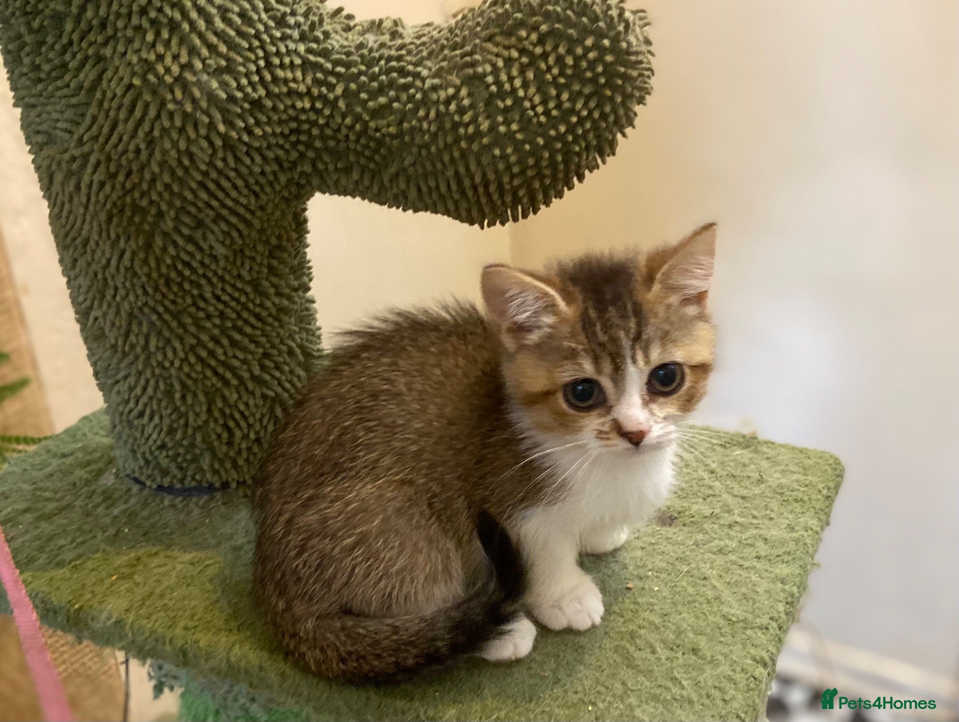 Munchkin cats Full Pedigree Munchkin Kittens - Advert 11