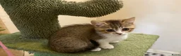 Munchkin cats for sale: Full Pedigree Munchkin Kittens - Advert 3