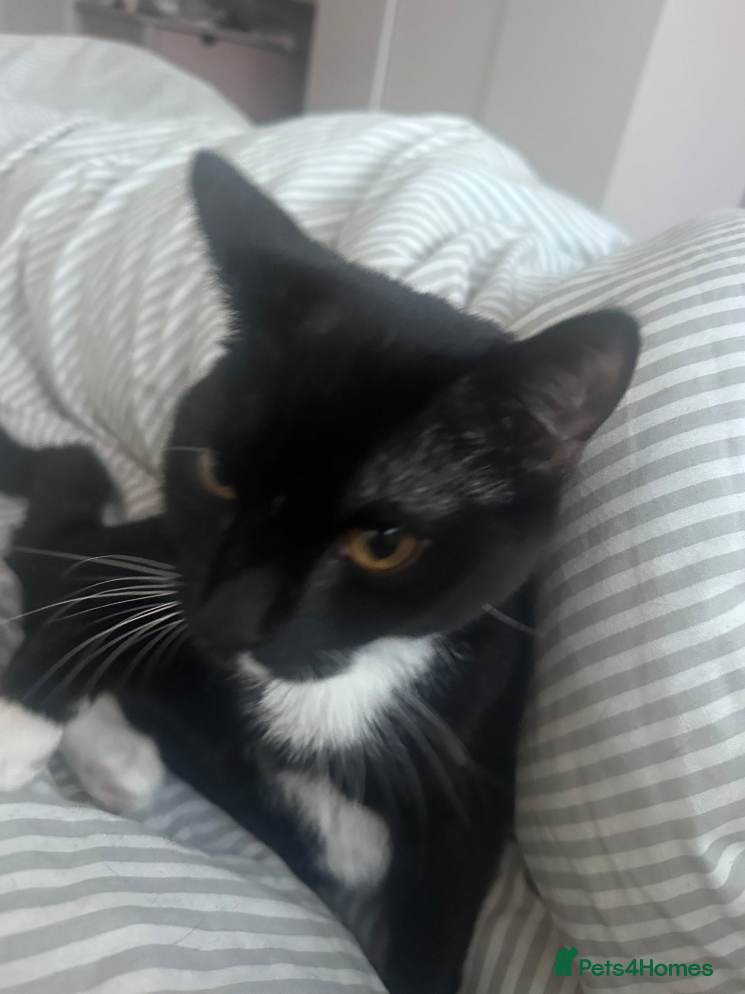 Domestic Shorthair cats for sale: House cats  - Advert 3