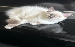 Ragdoll cats for sale: Glasgow Cats  - Image 10