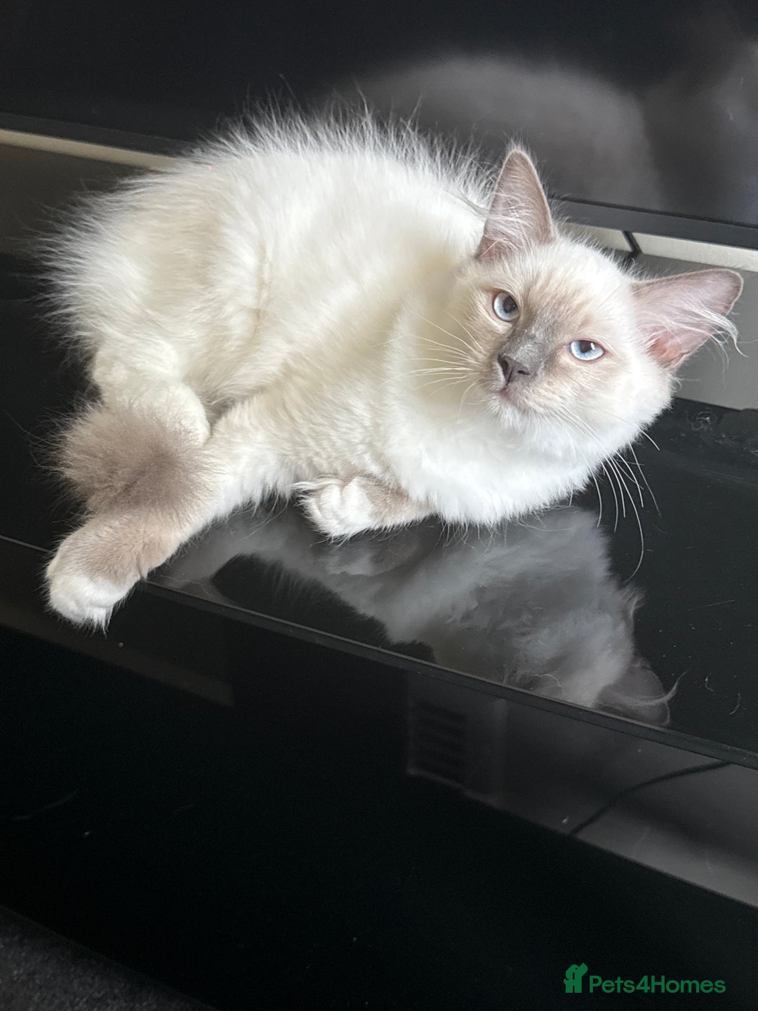 Ragdoll cats for sale: Glasgow Cats  - Image 10