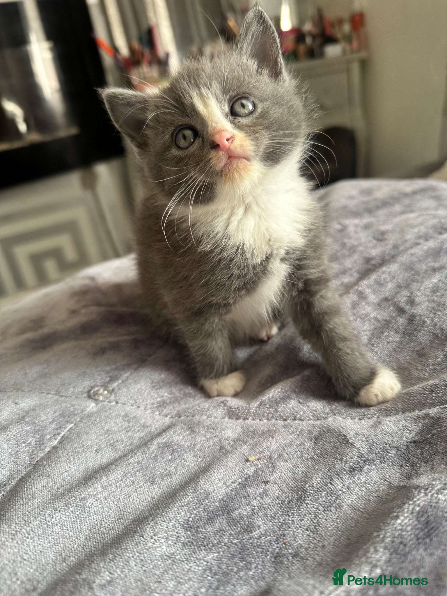 Mixed Breed cats 2 beautiful mixed ragdoll kittens male  - Advert 2
