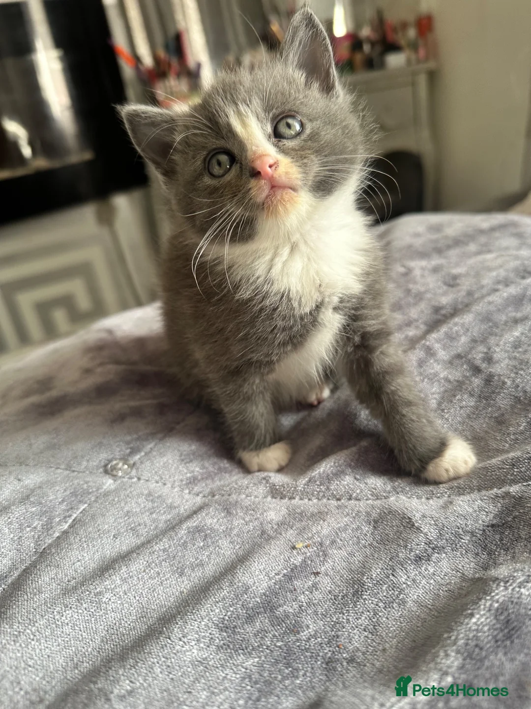 Mixed Breed cats for sale: 2 beautiful mixed ragdoll kittens male  - Advert 1