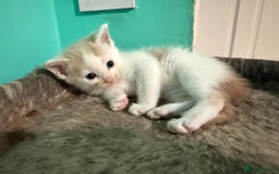 Maine Coon cats for sale: Adorable Half Maine Coon Kittens for Sale  - Image 5