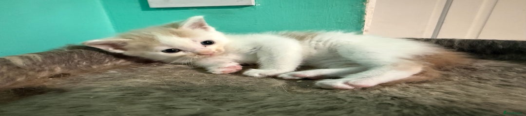 Maine Coon Kitten 2
