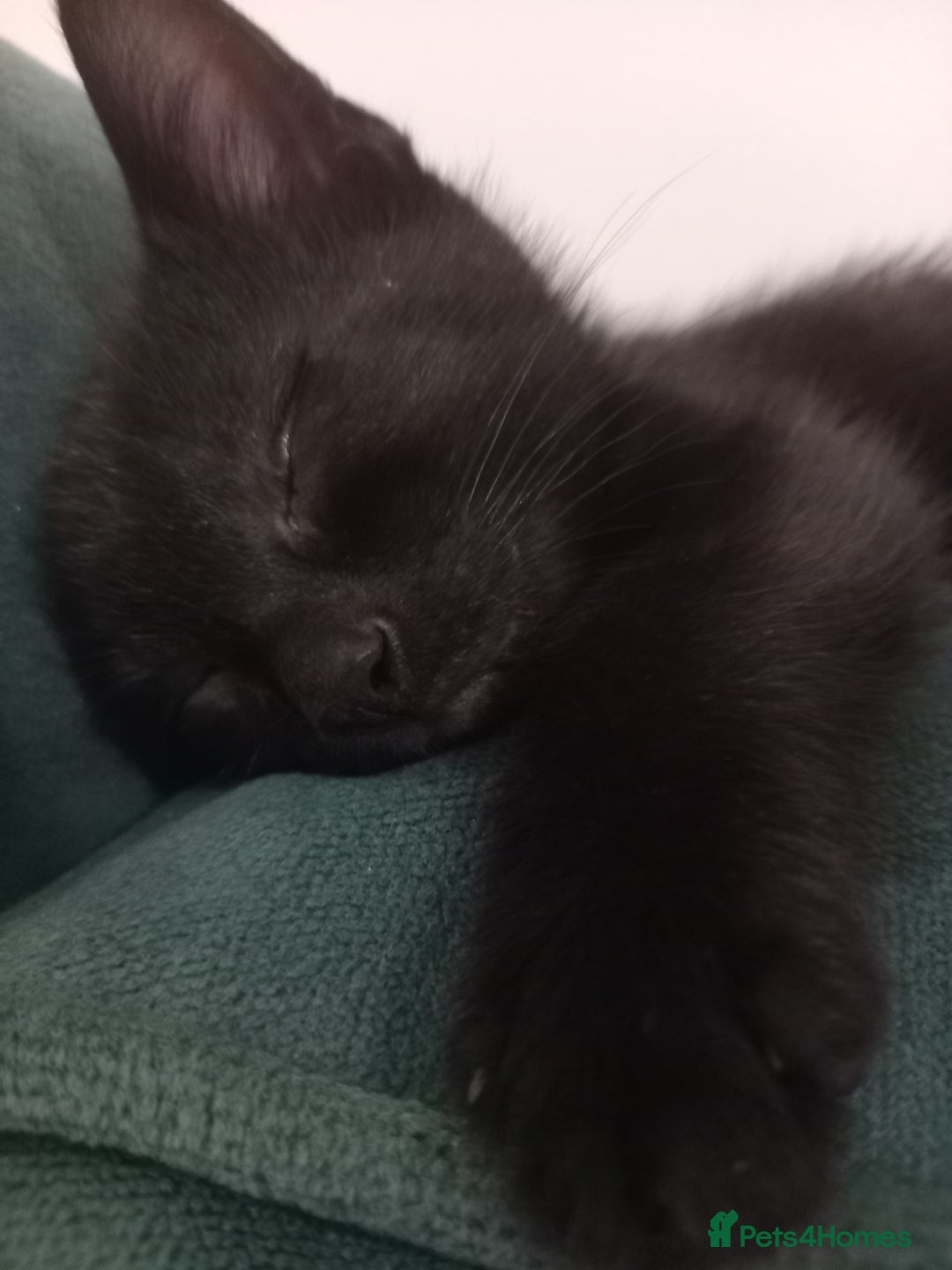 Mixed Breed cats for sale: Cute tuxedo and black kittens - Image 4