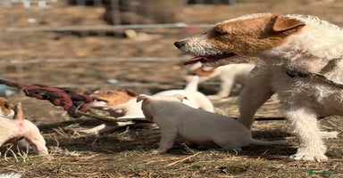 Jack Russell dogs - Advert 5