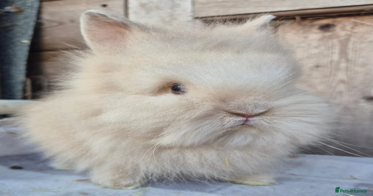 Rabbits Pets & Animals for sale | Pets4Homes
