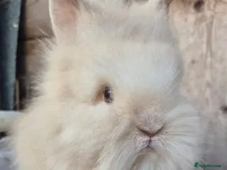 Lionhead rabbits Double maned Lionhead babies ready now - Advert 1