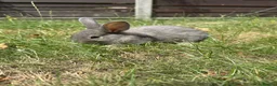 Dwarf Lop rabbits for sale: Beautiful Dwarf lop litter (Ready in one week)  in Bedford - Advert 21