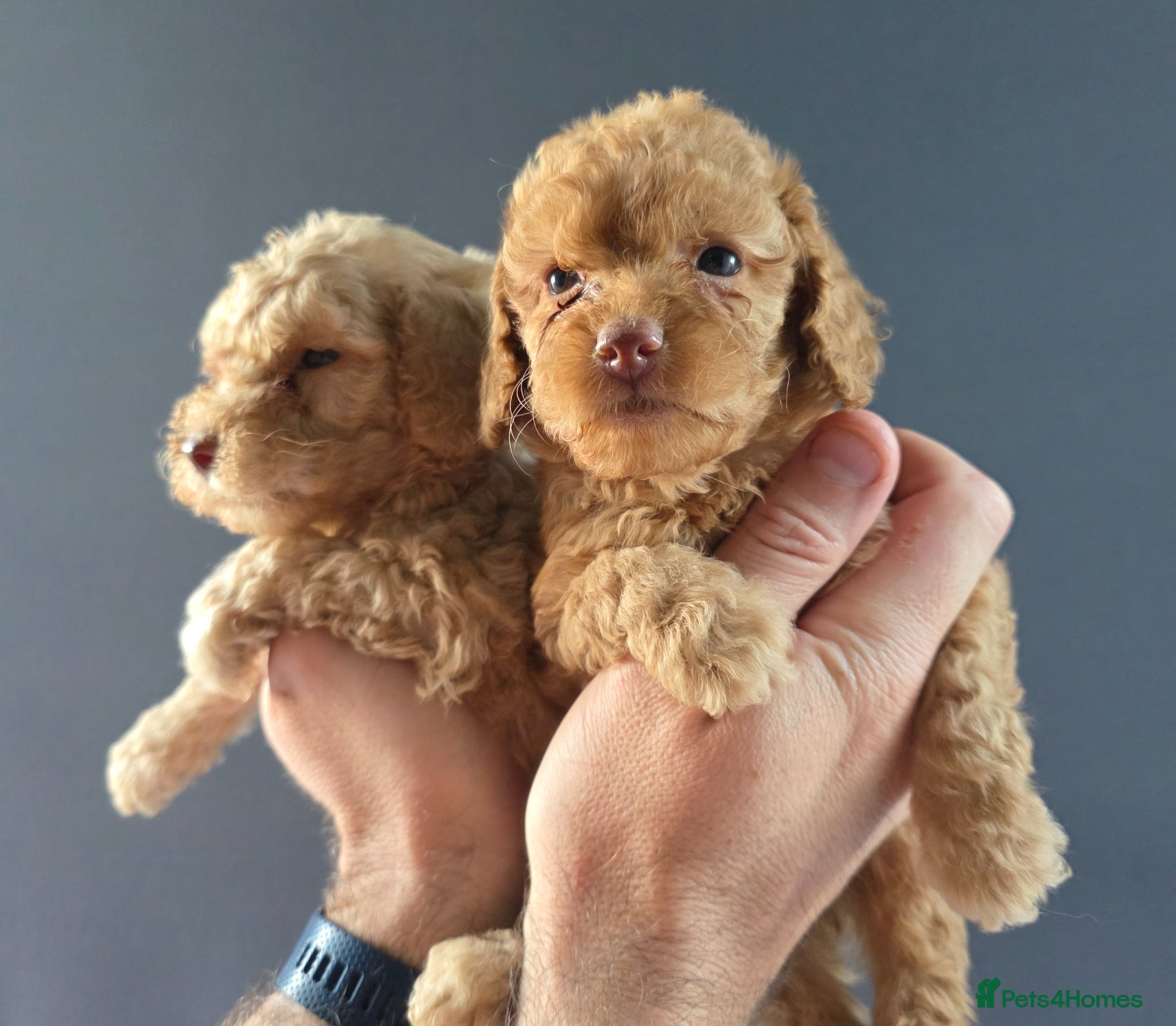 Cockapoo dogs *VIDEO* 1 GIRL LEFT. F1B Cockapoos. DNA Tested. - Advert 13