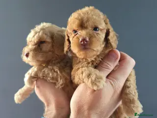 Cockapoo dogs *VIDEO* 1 GIRL LEFT. F1B Cockapoos. DNA Tested. - Advert 5