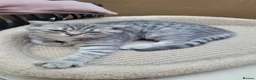 Scottish Fold cats for sale: Scottish fold/straight snow leopards  - Advert 22