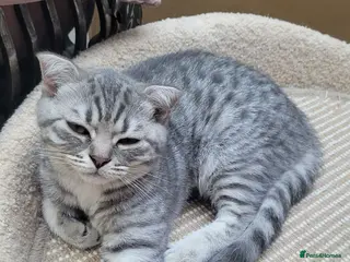 Scottish Fold cats Scottish fold/straight kittens - Advert 2