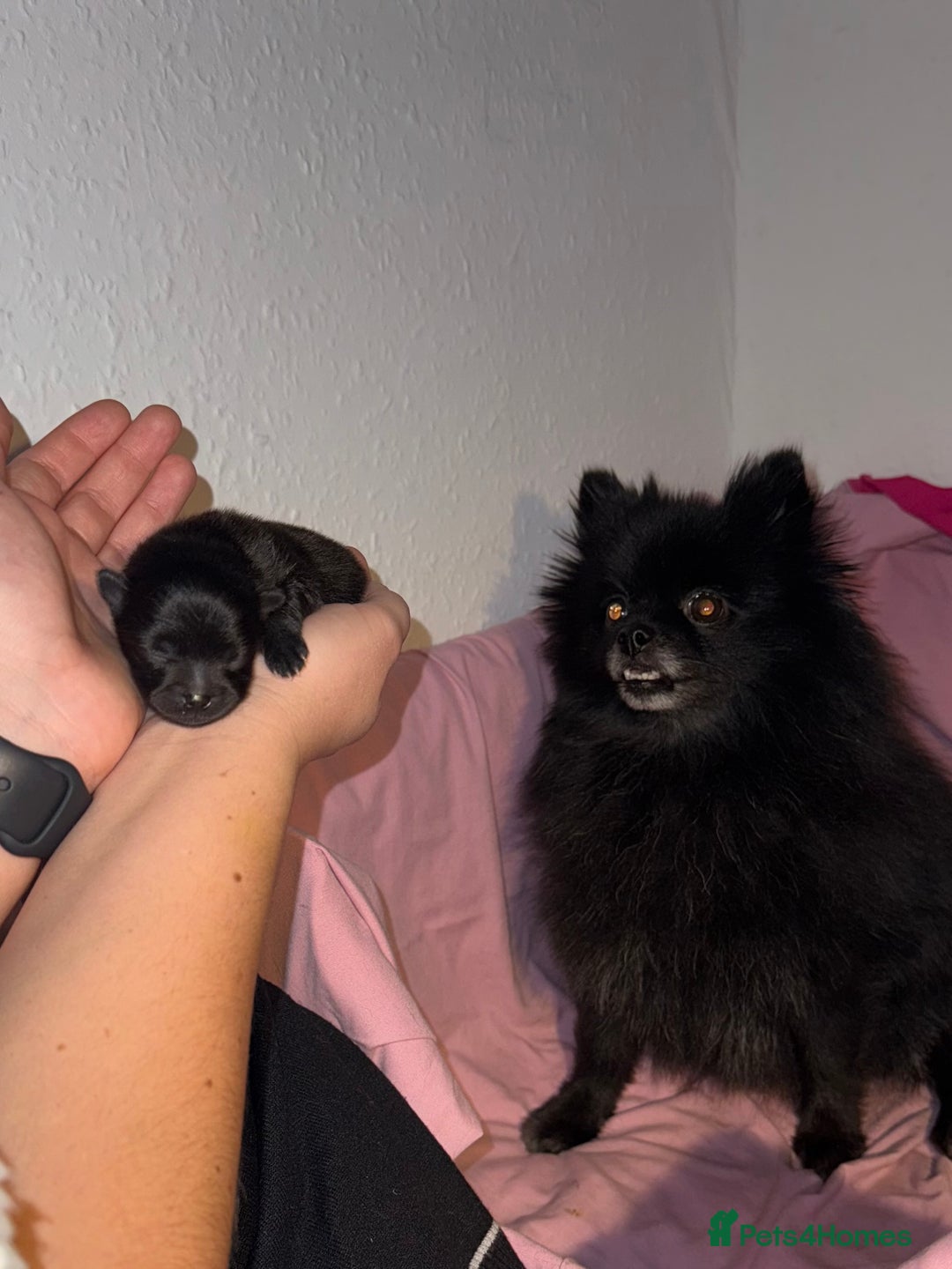 Pomeranian dogs for sale: Two Poms looking for forever home - Advert 9