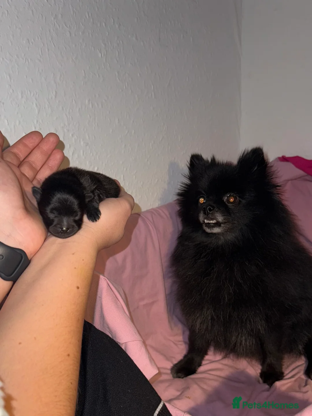 Pomeranian dogs for sale: Two Poms looking for forever home - Advert 19