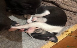 Mixed Breed dogs for sale: Collie Whippet Puppies - Image 6