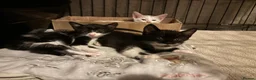 Mixed Breed cats for sale: 3 female kittens 2 - Advert 6