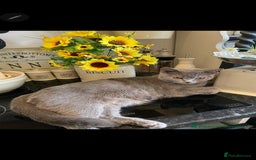 Mixed Breed cats for sale: 2 boys 2 girls kittens available 9 weeks - Image 12