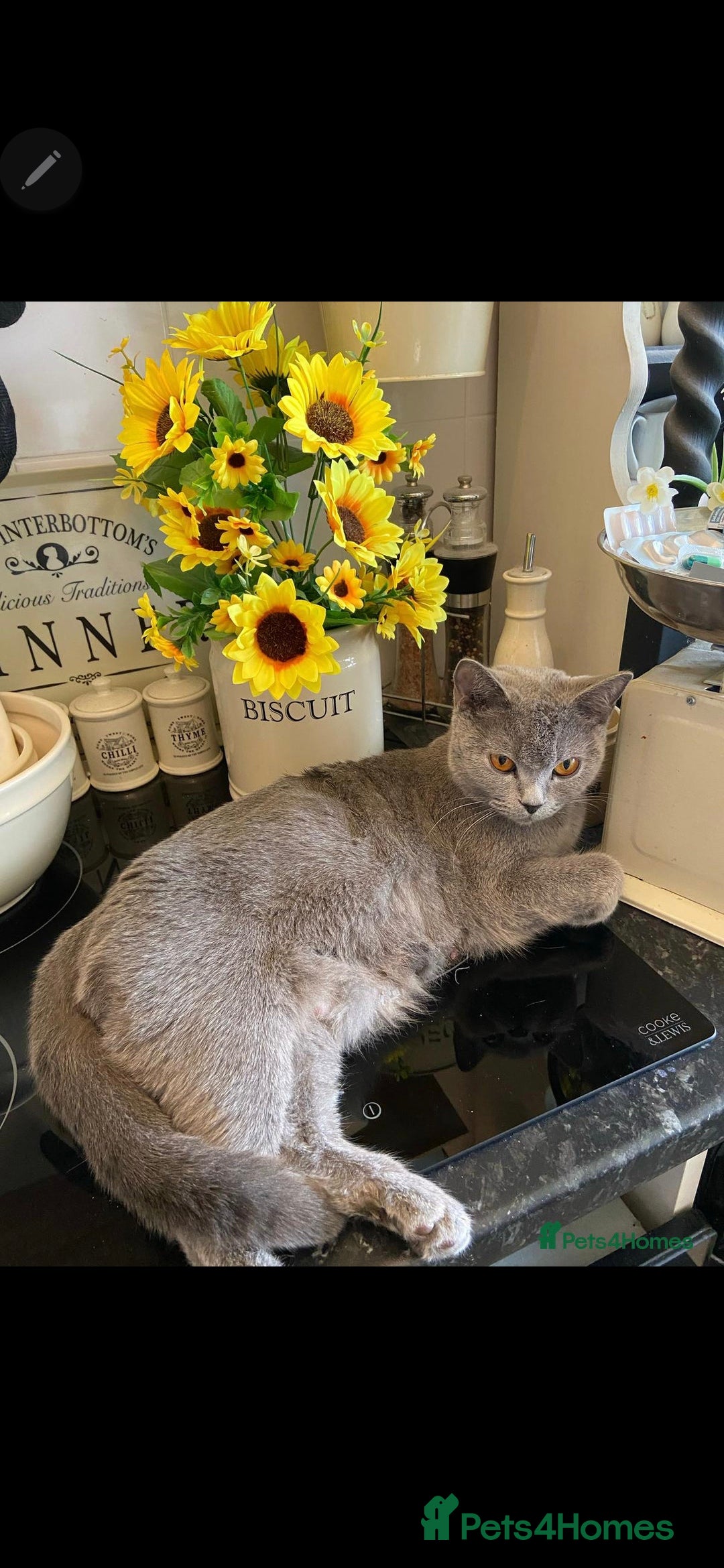Mixed Breed cats for sale: 2 boys 2 girls kittens available 9 weeks - Image 12