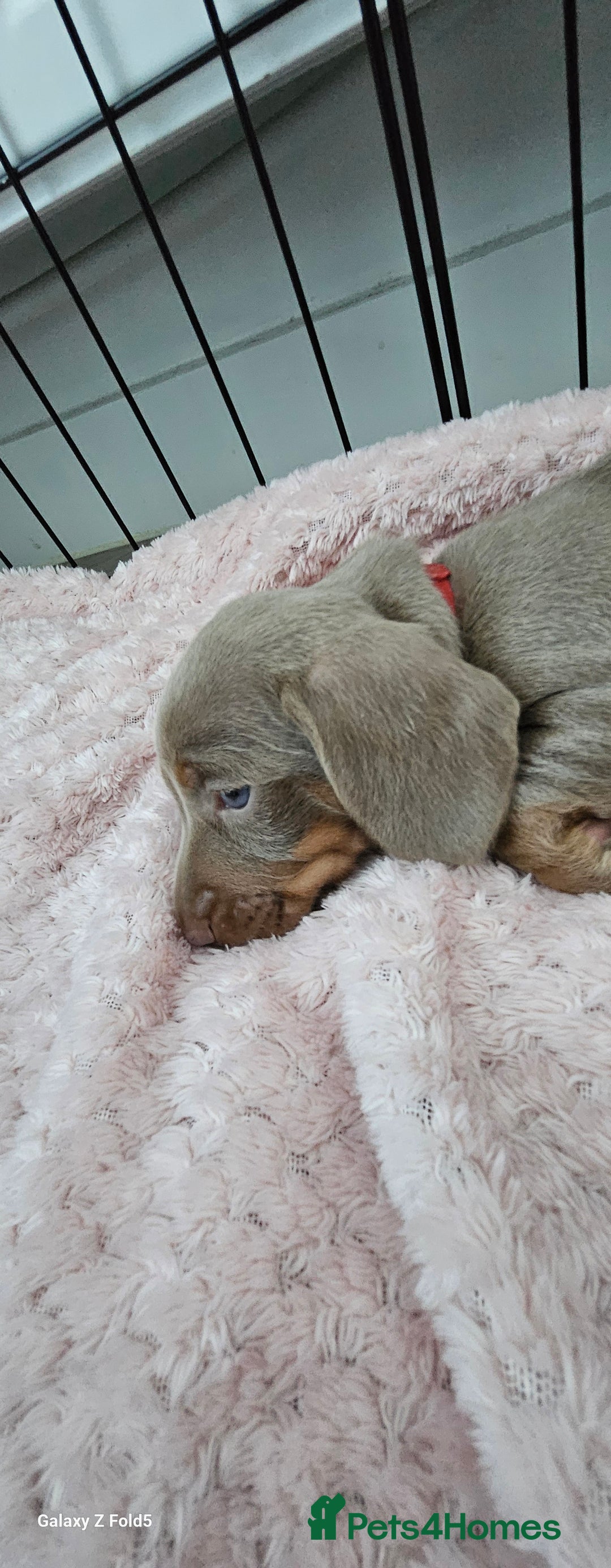 Miniature Dachshund dogs for sale: Silver and Tan Miniature Dachshunds  - Image 4