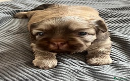 Shih Tzu dogs for sale: Absolutely beautiful shih tzu puppies - Image 17