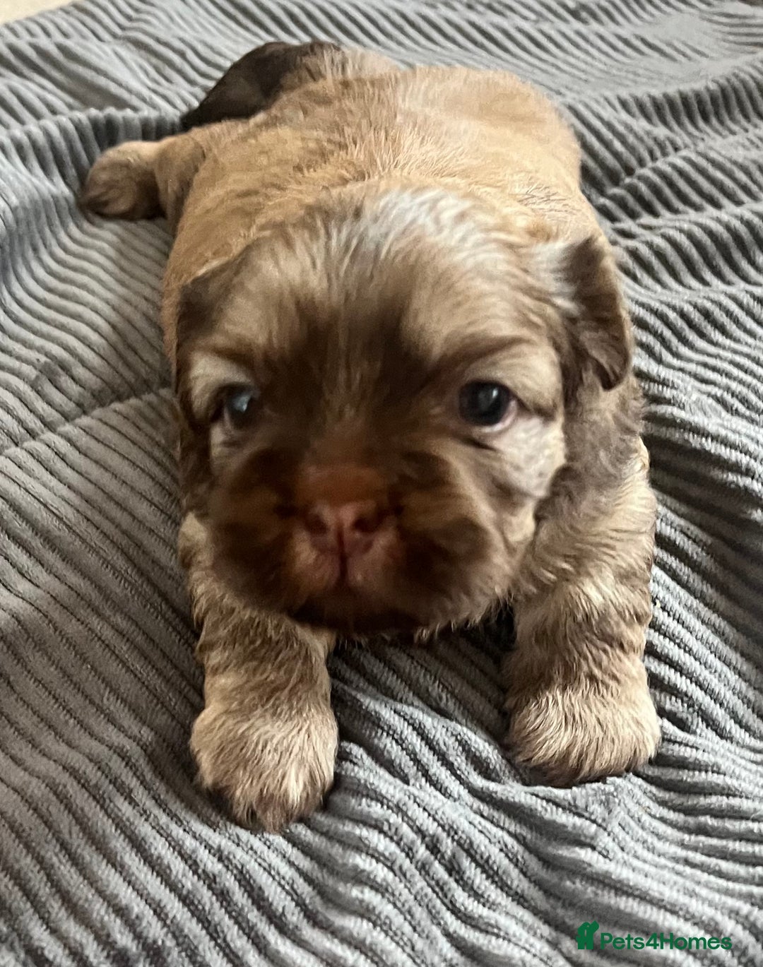Shih Tzu dogs for sale: Absolutely beautiful shih tzu puppies - Image 17